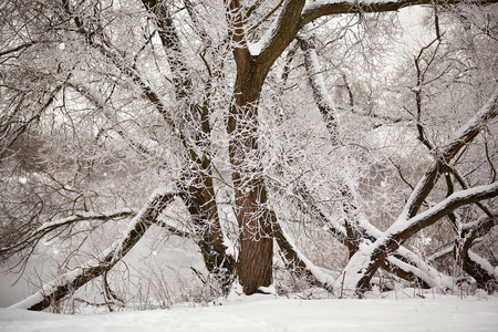 Snow and frost on the trees and bushes over misty river. Overcast snowy weather. の写真素材