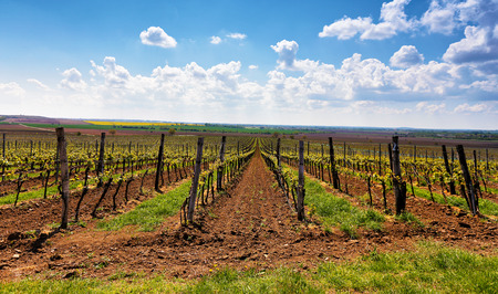 Rows of Vineyard Grape Vines. Spring landscape with green vineyards. Grape vineyards of South Moravia in Czech Republic.の写真素材