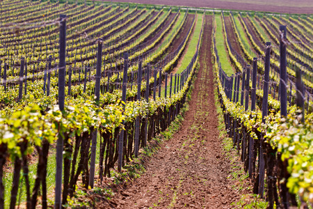 Rows of Vineyard Grape Vines. Spring landscape with green vineyards. Grape vineyards of South Moravia in Czech Republic.の写真素材