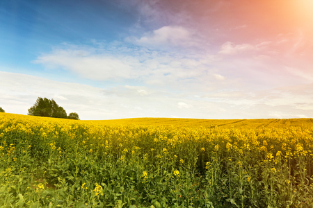 Spring blue sky above rape seed field. Rape flowers blooming in spring. Yellow colza hills and fieldsの写真素材