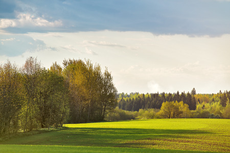 Green spring fields. Sunny day in Belarusの写真素材