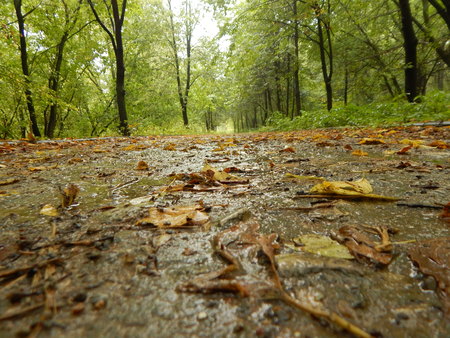 Autumn roadの写真素材