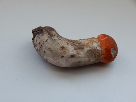 Fresh mushroomの写真素材