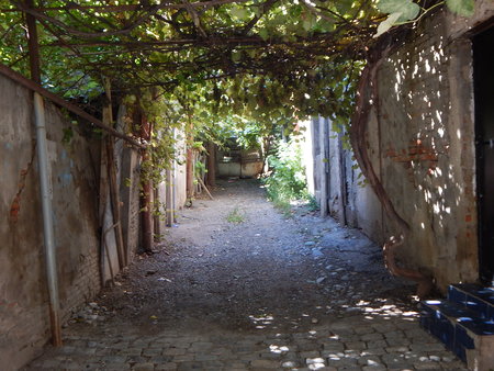 Under the vineyardの写真素材
