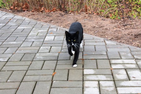 walking catの写真素材