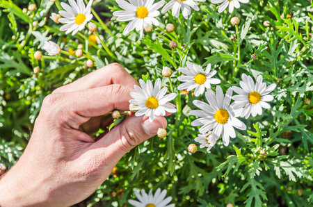 Hand hold a flower in garden