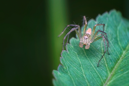 Jumping spider on green leaf.Close upの写真素材