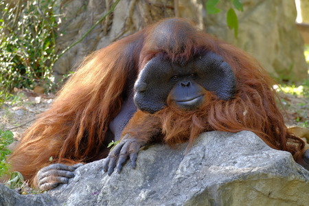 orangutan in zoo, Thailand.の写真素材