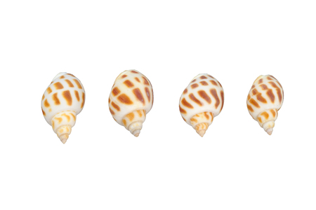 Shells isolated on white background with clipping path.の写真素材