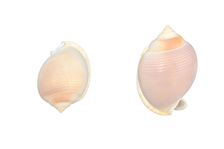 Shells isolated on white background with clipping path.の写真素材