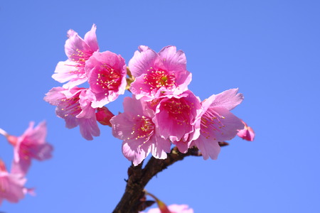 Wild Himalayan Cherry on blue sky background.Close upの写真素材