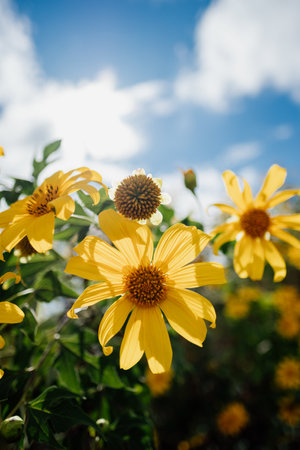 Close up, Mexican sunflower blooming (Tithonia diversifolia) or Dok Bua Tong in blue sky background, Yellow flower.の写真素材