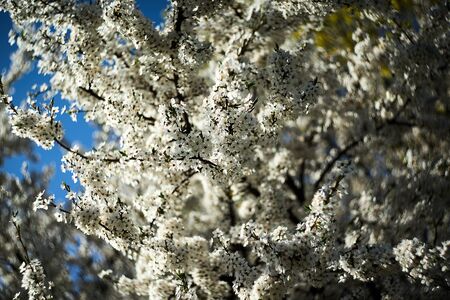 White cherry blossom in bloom. Beautiful white petaled sakura flowers. Selective focus.の写真素材