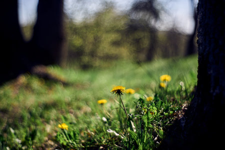 Spring flowers in the grass. Dandelions in the forest. Selective focus.