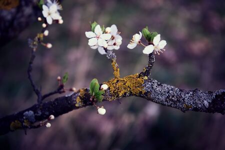 White petaled flowers on a branch covered with yellow moss. Selective focus.の写真素材