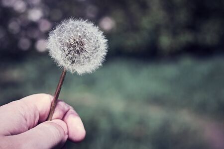 big white fluffy dandelion in handの写真素材