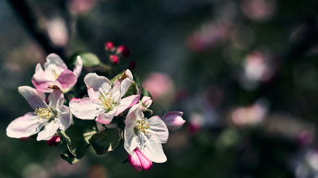 Apple tree flowers on sunny spring day. Pink and white colors. Selective focus.