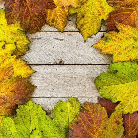 Autumn Period texture of yellow leaves and wood