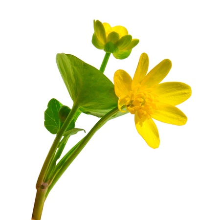 Forest Ranunculus Ficaria spring buttercup yellow flower Chistyakov isolated on white backgroundの写真素材