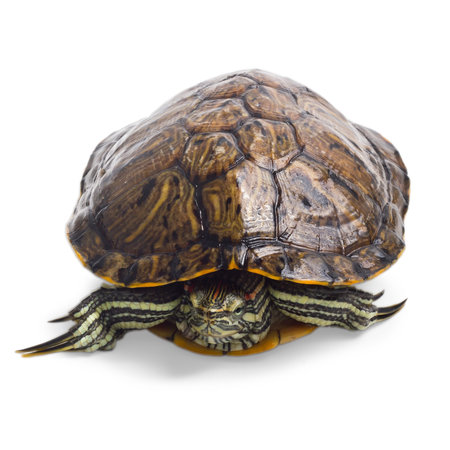 old turtle isolated on white background