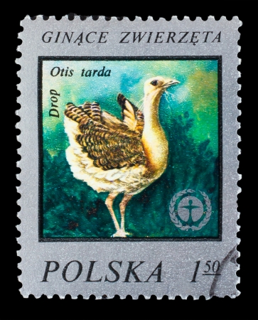 POLAND - CIRCA 1975: A Stamp printed in POLAND, shows image of a bustard - drop otis tarda, circa 1975の写真素材