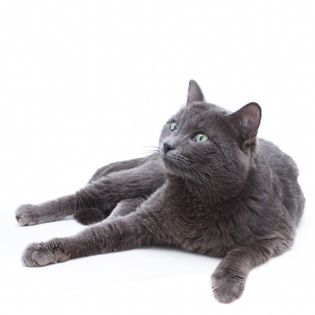 funny young gray cat lying on white background and looking upの写真素材