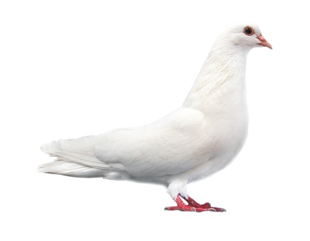 white dove sits isolated on a white backgroundの写真素材