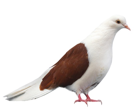 Brown white dove sits isolated on a white backgroundの写真素材