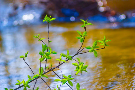 elm tree branch over water in spring with a beautiful background blur