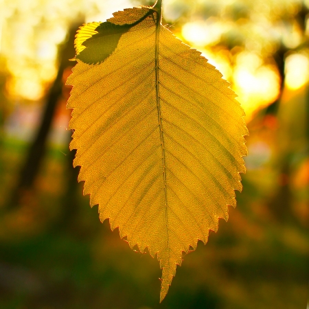 green leaf tree branch evening sunset in the sunlightの写真素材