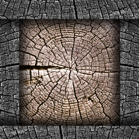 oldest tree in context of the rings wallpaperの写真素材