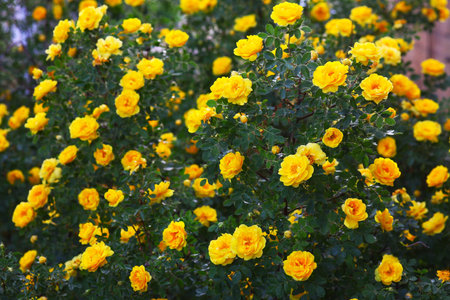 briar yellow rose bush flowers nature background wallpaperの写真素材