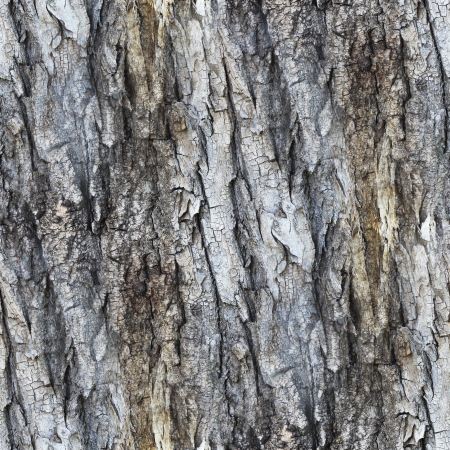 seamless texture white tree gray bark wallpaper background yourの写真素材