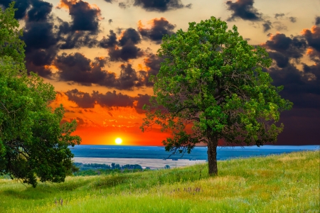 sunset tree green sky oak field landscape grass blue nature environment horizon meadow summerの写真素材
