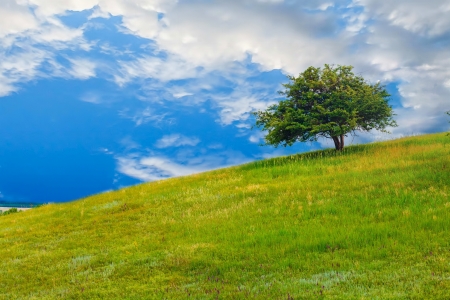 field tree green sky hill grass landscape blue summer spring nature meadow cloudの写真素材