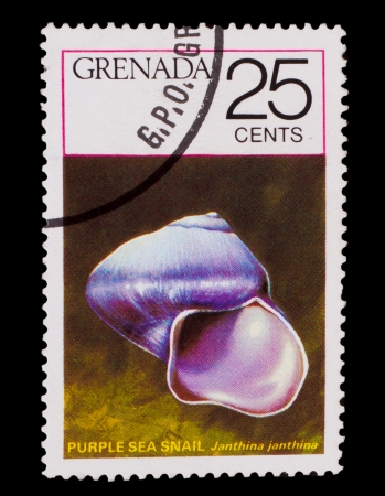 GRENADA - CIRCA 1978: A Stamp printed in GRENADA, purple sea snail shell, inscription "purple sea snail, janthina" , circa 1978の写真素材