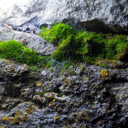 natural texture of the cave with moss and cobwebsの写真素材