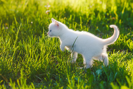 cute kitten cat with blue eyes, white green grass petの写真素材