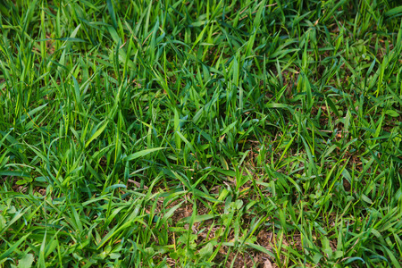 grass green natural background natural grass in springの写真素材