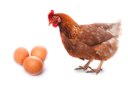 live chicken bird redhead looks at three eggs isolated on whiteの写真素材