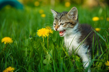 black and white kitten meowing cat cries sitting in green grassの写真素材