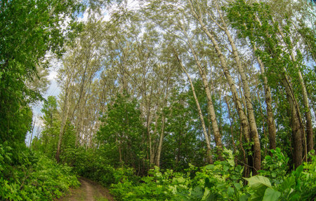 aspen trees forest  background green forest landscape