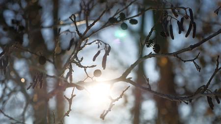 alder tree branch buds swaying wind spring nature offensive landscapeの写真素材