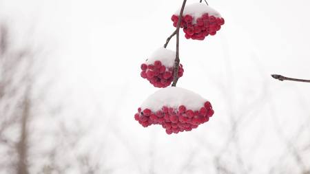 red bunches winter branch of rowan covered with first snowの写真素材