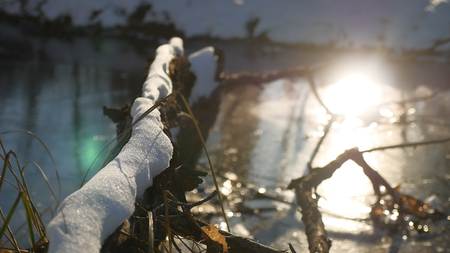 tree branch frozen in ice forest river nature sunlight landscape winterの写真素材