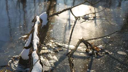 tree branch frozen in ice forest river nature landscape winterの写真素材