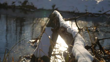 tree branch frozen in ice forest river nature landscape winter sunlightの写真素材
