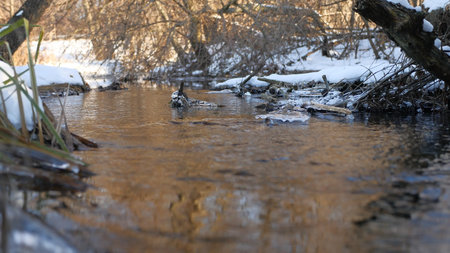 Forest creek flowing grass in forest late winter beautiful nature landscape dry tree branches