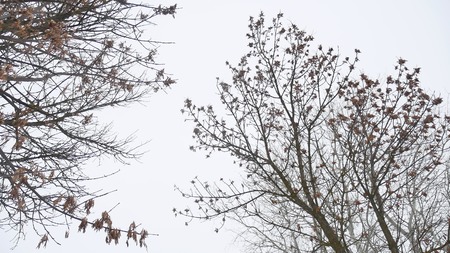 dry maple tree tops white winter sky a landscapeの写真素材