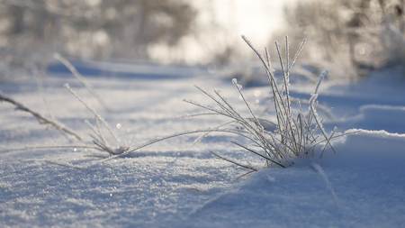 frozen grass sways in the wind in the winter snow falls nature sunlight beautiful sun glareの写真素材